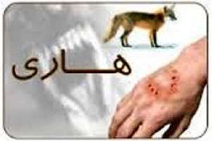 هاری؛ بیماری کشنده‌ای که با اقدام به‌موقع قابل پیشگیری است